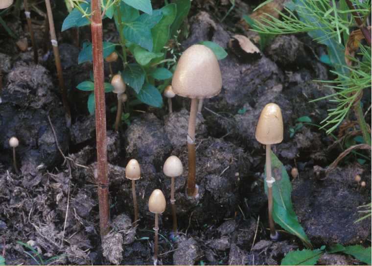 Anellaria semiovata (Sowerby) A. Pearson & Dennis 대표 이미지
