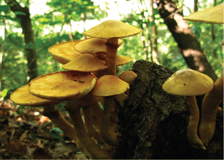 Gymnopilus spectabilis (Fr.) Singer 대표 이미지
