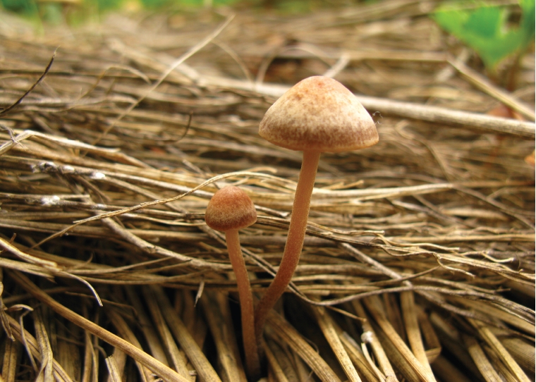 Panaeolus subbalteatus (Berk. & Broome) Sacc. 대표 이미지