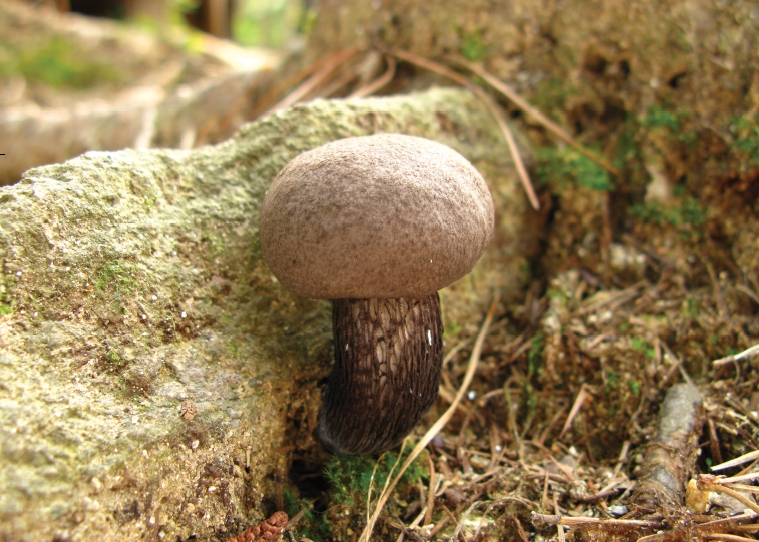 Tylopilus nigerrimus (R. Heim) Hongo & M. Endo 대표 이미지