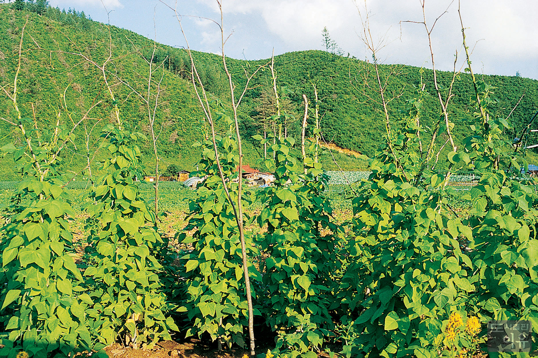 Phaseolus vulgaris L. 대표 이미지