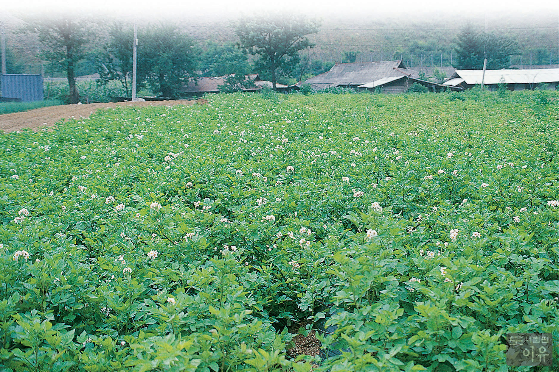 Solanum tuberosum L. 대표 이미지