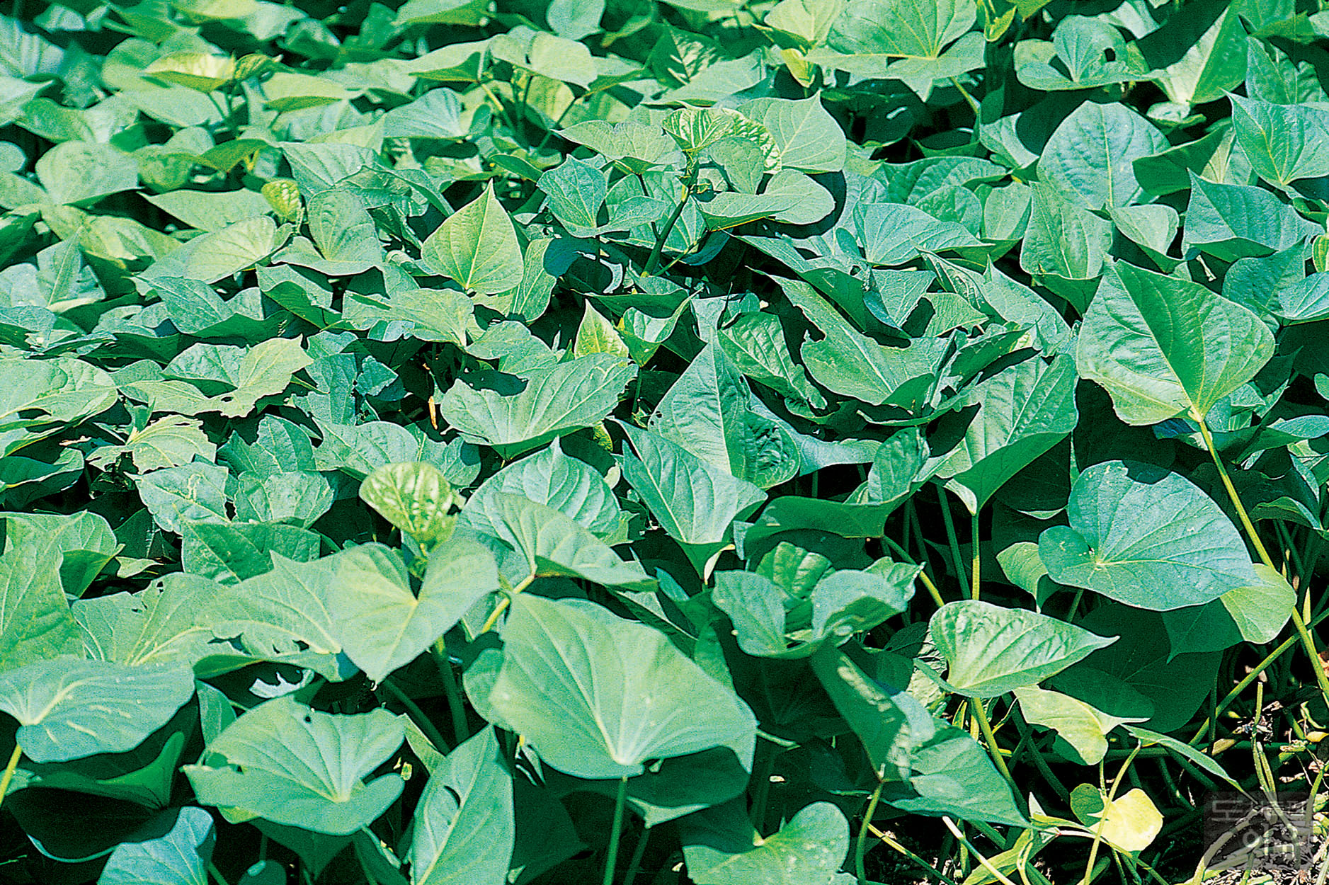 Ipomoea batatas L. 대표 이미지