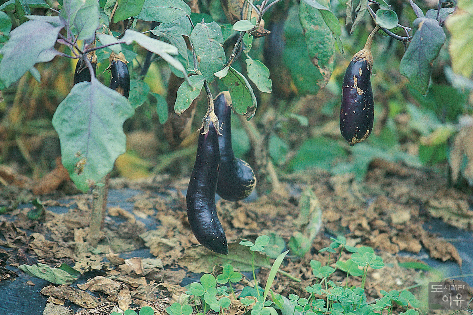 Solanum melongena L. 대표 이미지