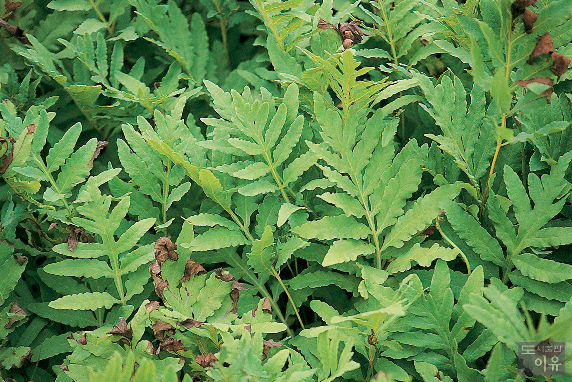 Osmunda japonica THUNB. 대표 이미지