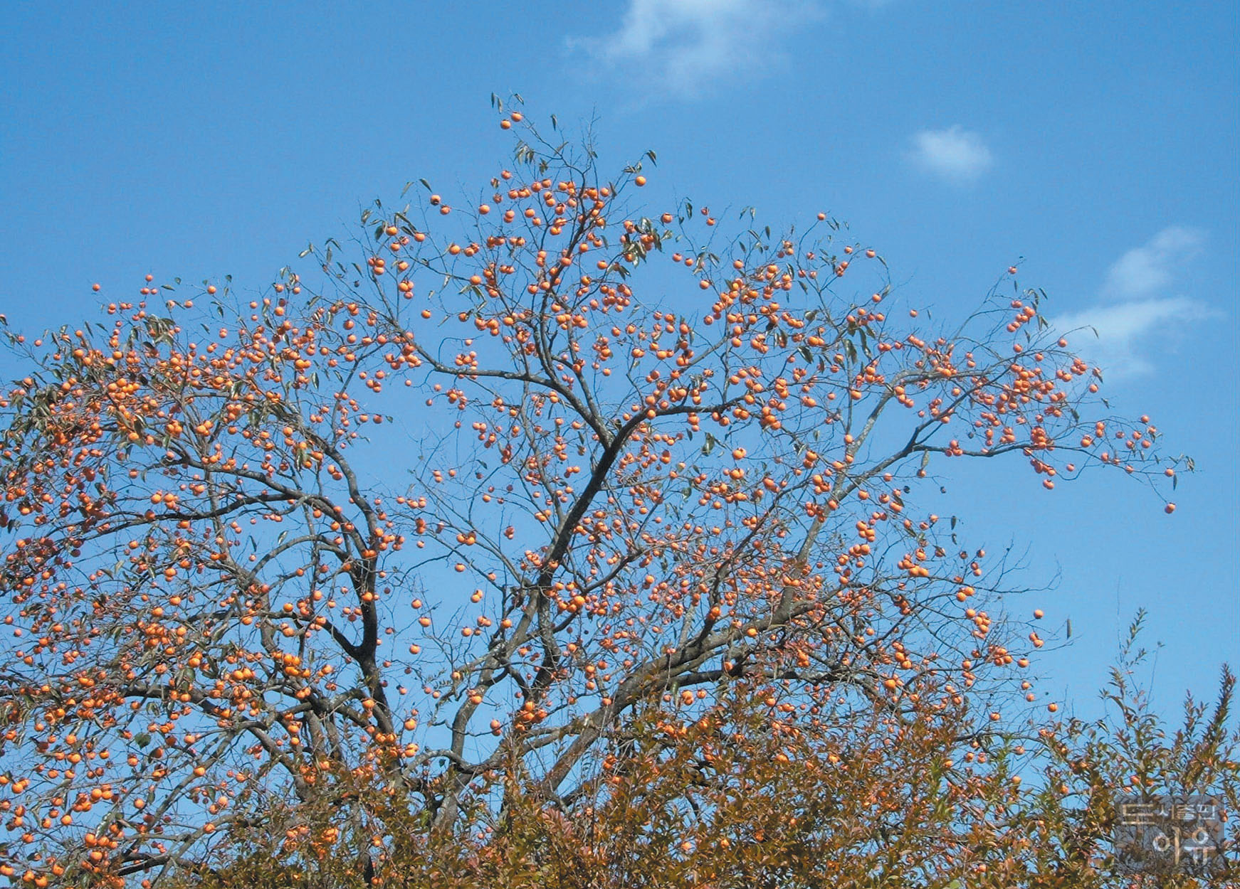 Diospyros kaki THUNB. 대표 이미지