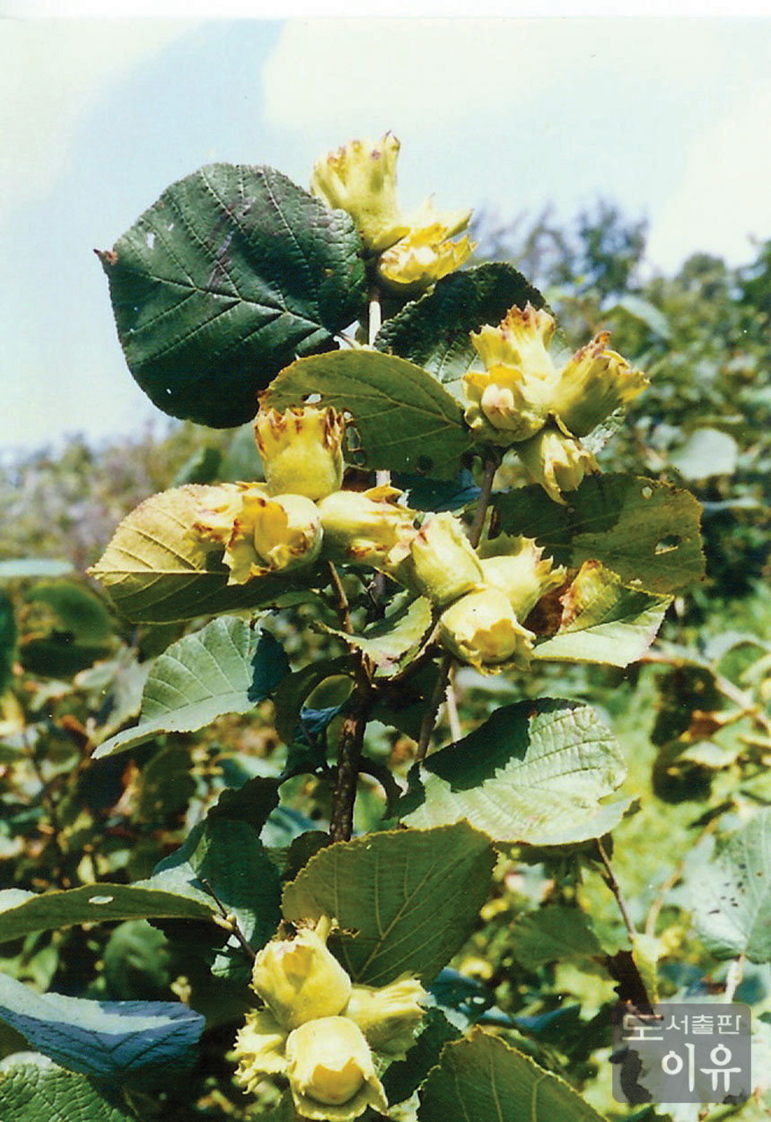 Corylus sp. NAKAI 대표 이미지