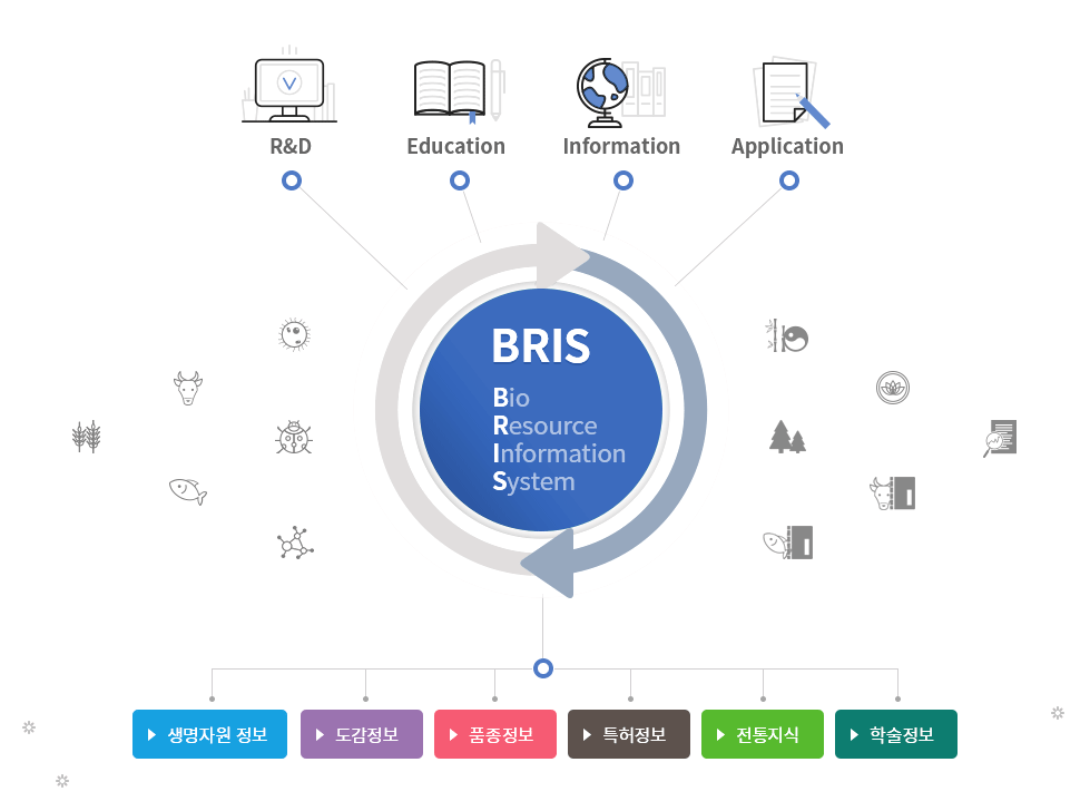 BRIS(Bio Resource Information System) 은 R&D, Education, Inforamtion, Application의 체계를 구축하고, 생명자원정보, 도감정보, 품종정보, 특허정보, 전통지식, 학술정보를 제공합니다.